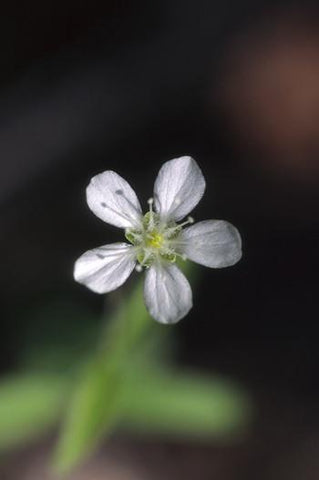 Grove Sandwort Flower Essence Alaskan Essences Wonderworks