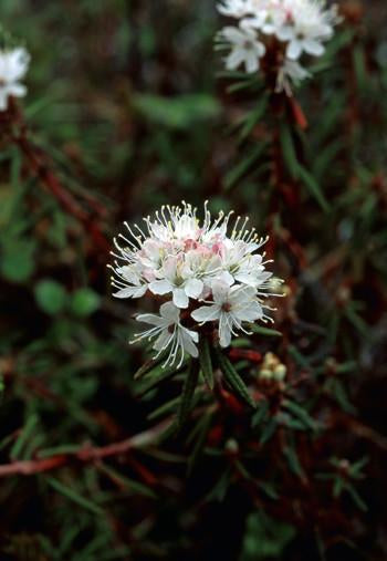 Labrador Tea Flower Essence Alaskan Essences Wonderworks