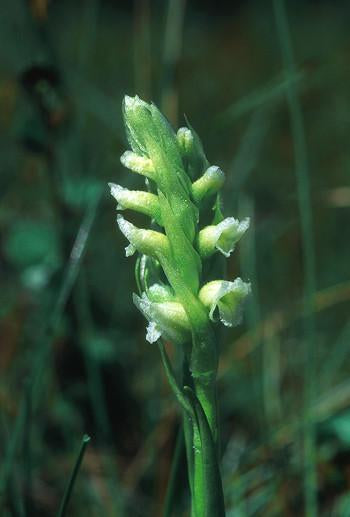 Ladies Tresses Flower Essence Alaskan Essences Wonderworks