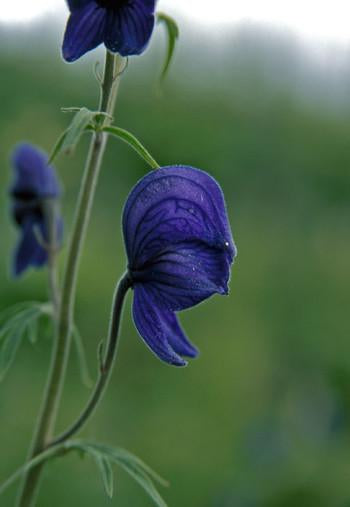 Monkshood Flower Essence Alaskan Essences Wonderworks